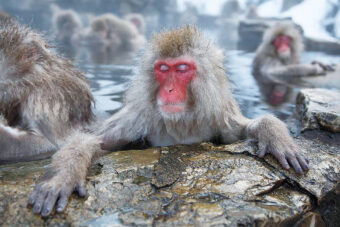 画像：美湯の宿　monkey01